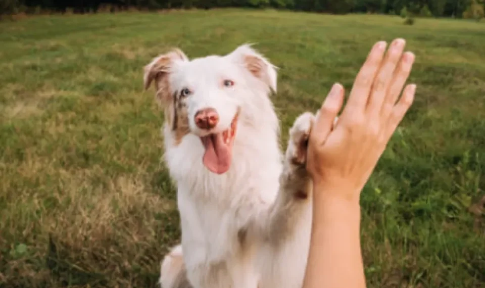Ley Kiara establece reglas y contratos obligatorios para paseadores de mascotas