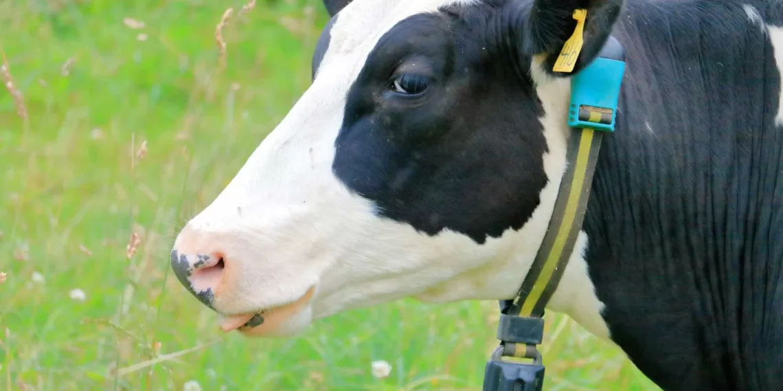 Coleiras inteligentes ajudam a monitorar saúde de vacas