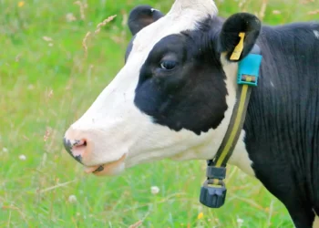 Coleiras inteligentes ajudam a monitorar saúde de vacas