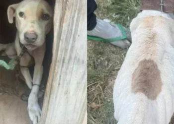 Homem é condenado por maus-tratos a cadela mantida em condições cruéis em SC