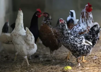 The AgriBiz: Sem alívio nos EUA, a MBRF nasce dependente do ciclo do frango