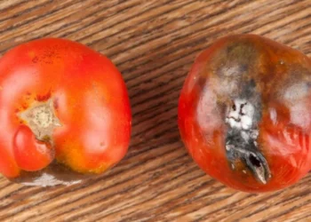 Nunca haga esto con un tomate: el error que todos cometen en la cocina y es grave