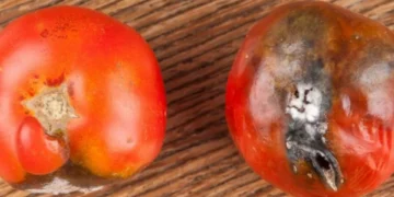 Nunca haga esto con un tomate: el error que todos cometen en la cocina y es grave