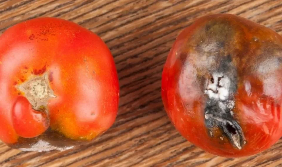 Nunca haga esto con un tomate: el error que todos cometen en la cocina y es grave
