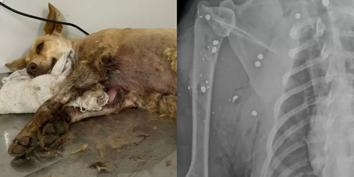 Cadela é encontrada com mais de 20 projéteis de chumbinho no corpo em Gaspar