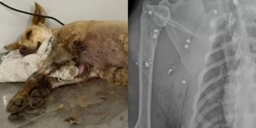 Cadela é encontrada com mais de 20 projéteis de chumbinho no corpo em Gaspar