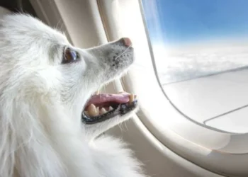 ¿Un perro y una maleta tienen el mismo valor en los vuelos? Esto establece la ley