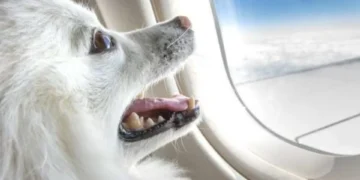 ¿Un perro y una maleta tienen el mismo valor en los vuelos? Esto establece la ley