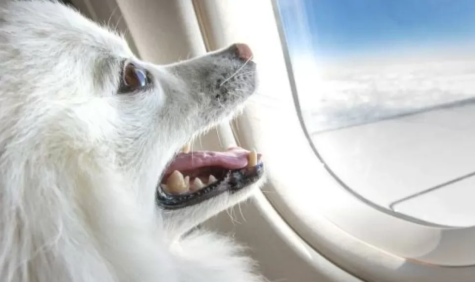 ¿Un perro y una maleta tienen el mismo valor en los vuelos? Esto establece la ley