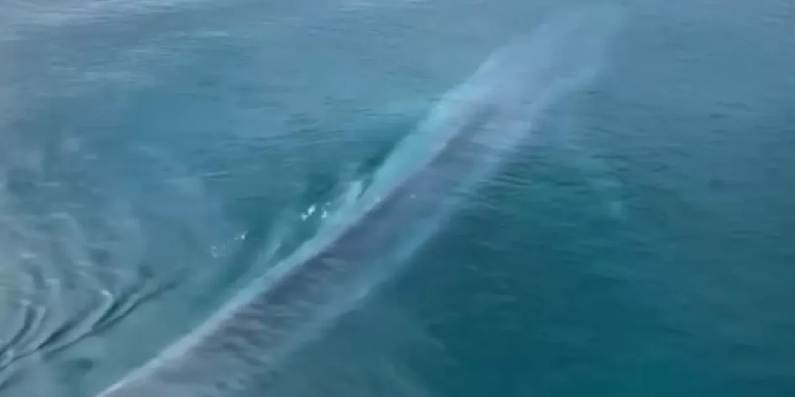 Maior animal do planeta surge próximo à costa e encanta visitantes na Austrália