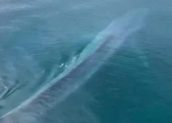 Maior animal do planeta surge próximo à costa e encanta visitantes na Austrália