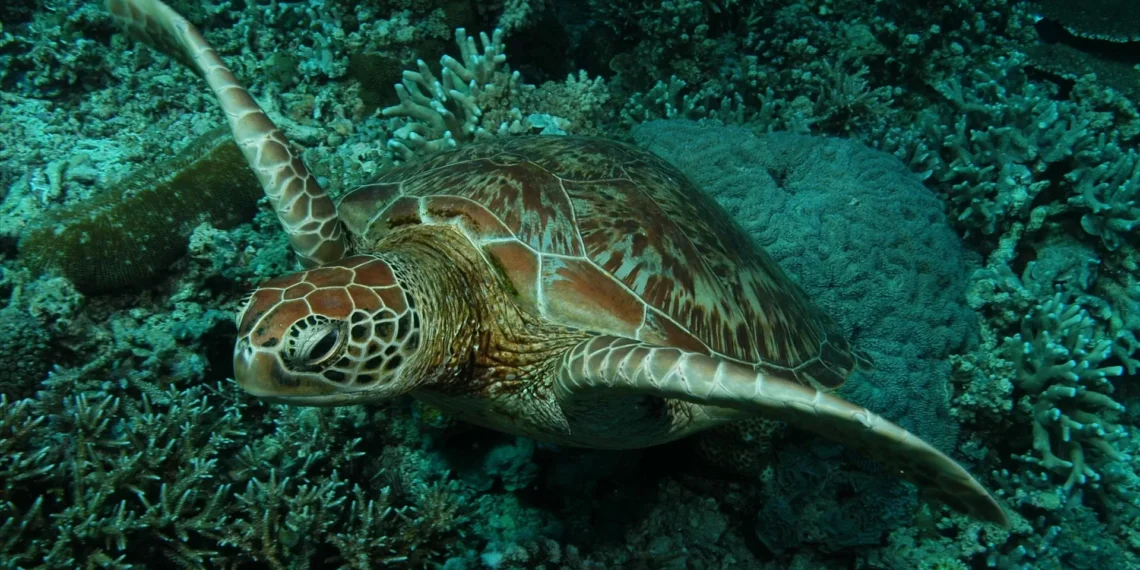 Passito a passito, tartaruga-verde deixa lista de espécies em risco de extinção
