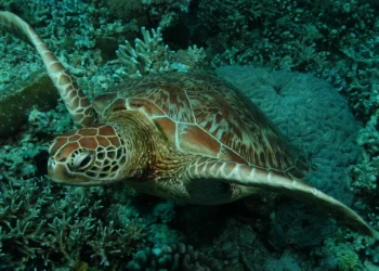 Passito a passito, tartaruga-verde deixa lista de espécies em risco de extinção