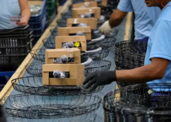 Setores econômicos de Santa Catarina crescem acima da média nacional, aponta IBGE