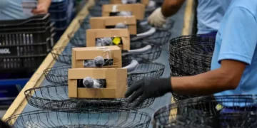 Setores econômicos de Santa Catarina crescem acima da média nacional, aponta IBGE