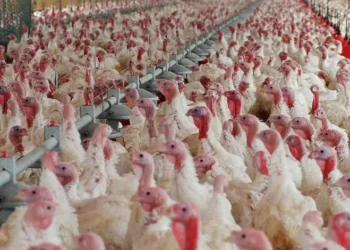 Confinamento de aves em zonas de alto risco de gripe aviária abrange 14 distritos