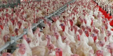 Confinamento de aves em zonas de alto risco de gripe aviária abrange 14 distritos