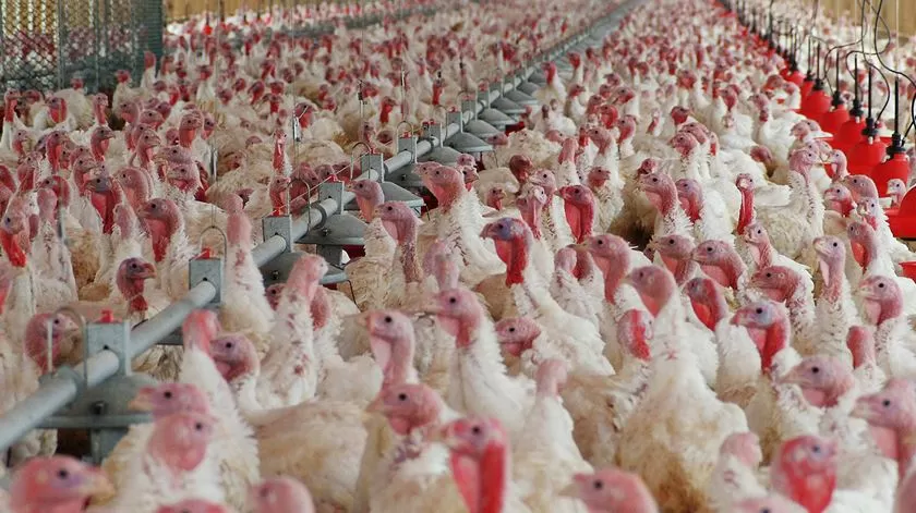 Confinamento de aves em zonas de alto risco de gripe aviária abrange 14 distritos