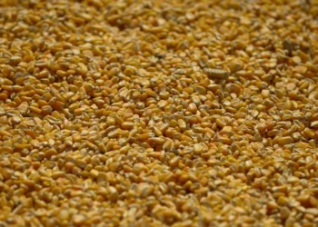 China reduz estimativa de importação de milho e eleva previsão para safra 25/26