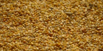 China reduz estimativa de importação de milho e eleva previsão para safra 25/26