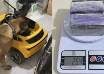 Cão farejador encontra maconha escondida em carrinho infantil durante operação em SC