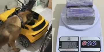 Cão farejador encontra maconha escondida em carrinho infantil durante operação em SC