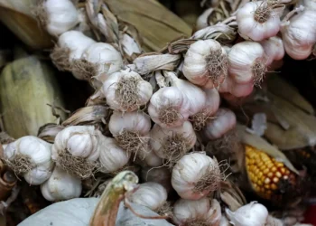 Do coração ao sistema imunitário. Quais são os benefícios e contraindicações do alho na saúde?