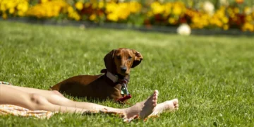 Portugal registou o segundo mês de outubro mais quente em quase 100 anos