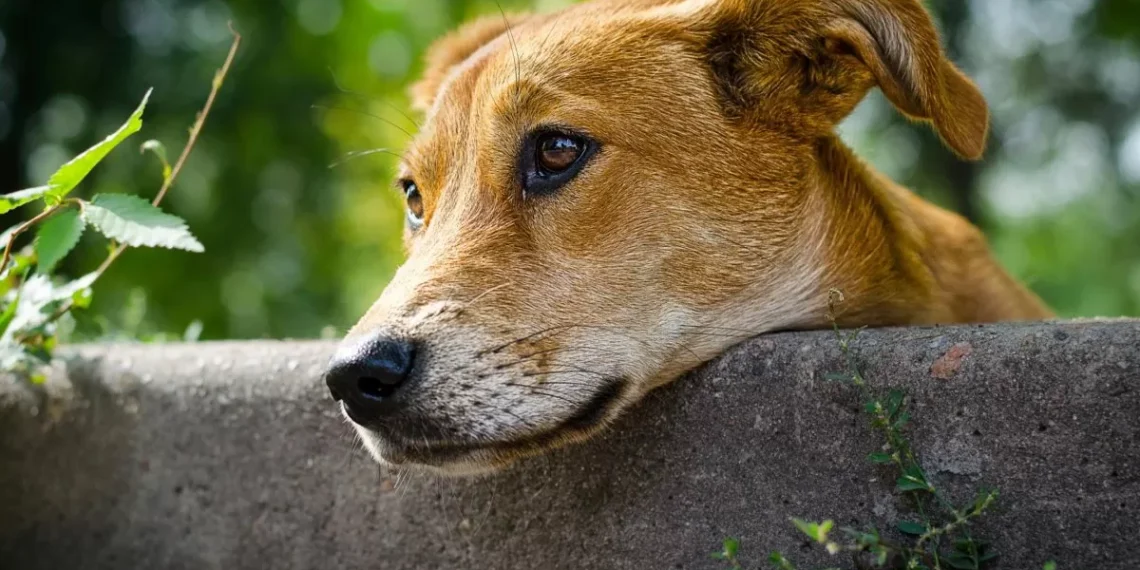SC aprova lei que proíbe cães soltos nas ruas e prevê multa de até R$ 20 mil
