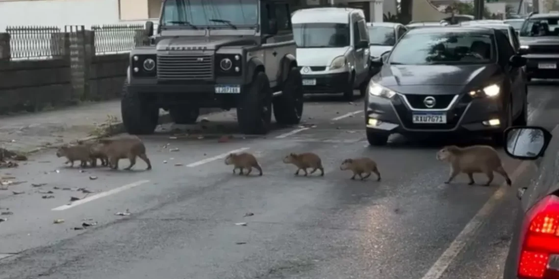 Capivaras interrompem o trânsito em SC e viram atração nas redes sociais