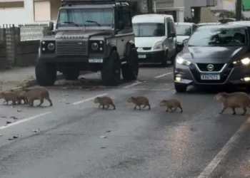 Capivaras interrompem o trânsito em SC e viram atração nas redes sociais