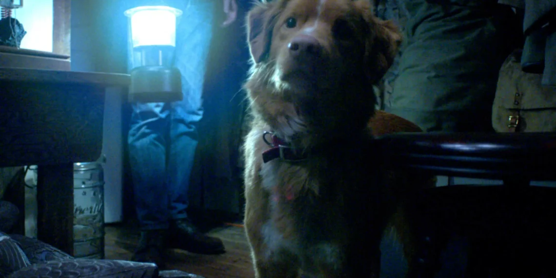 Gostou de Good Boy? Conheça outros 5 filmes narrados pela perspectiva do cachorro