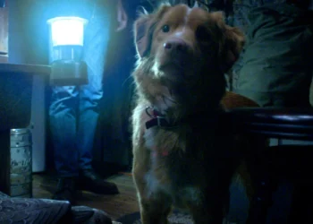 Gostou de Good Boy? Conheça outros 5 filmes narrados pela perspectiva do cachorro