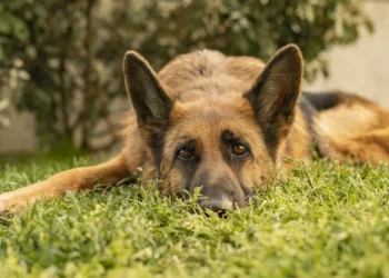 Melhor amigo do homem. Novos estudos mostram que o cão acompanha o ser humano há 11 mil anos