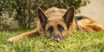 Melhor amigo do homem. Novos estudos mostram que o cão acompanha o ser humano há 11 mil anos