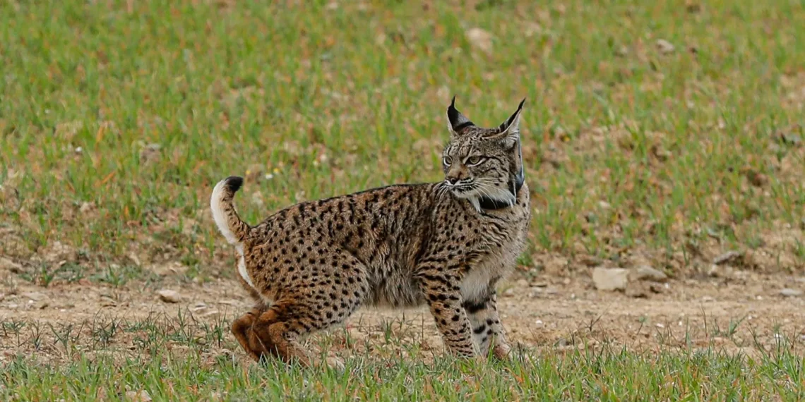 Lince ibérico continua a estar ameaçado apesar de “crescimento espetacular”