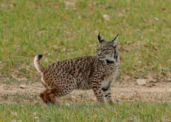 Lince ibérico continua a estar ameaçado apesar de “crescimento espetacular”