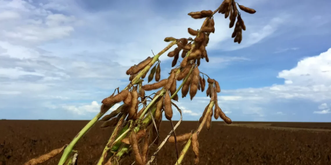 Abiove: projeção menor para soja do Brasil em 2026, mas com receita exportadora maior