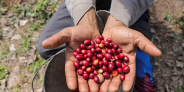 Com tarifaço, exportações do Brasil aos EUA caíram 28,1% em novembro