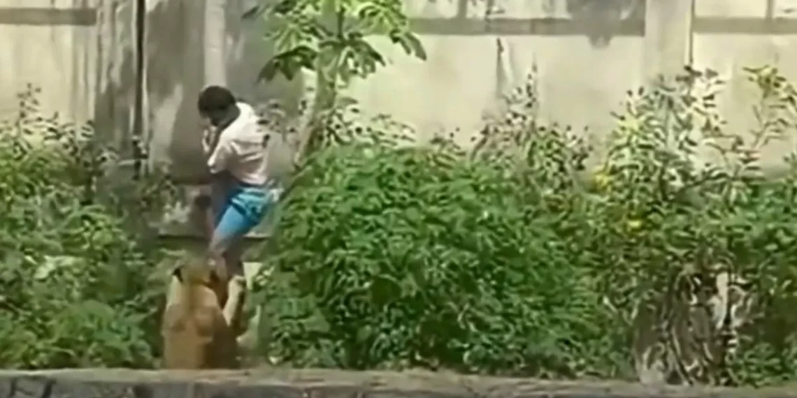 Domingo de terror: homem morre após invadir recinto de leoa em parque