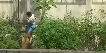 Domingo de terror: homem morre após invadir recinto de leoa em parque