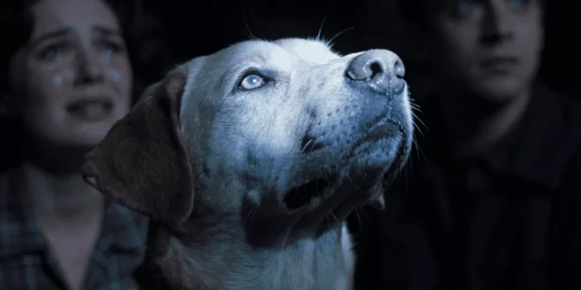 Por que choramos mais em filmes de cachorro do que dramas de humanos