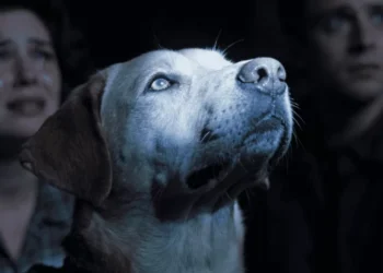 Por que choramos mais em filmes de cachorro do que dramas de humanos
