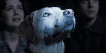 Por que choramos mais em filmes de cachorro do que dramas de humanos