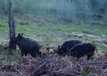 Javalis na Europa podem ser quase 20 milhões, Portugal com quase 400 mil