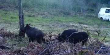 Javalis na Europa podem ser quase 20 milhões, Portugal com quase 400 mil