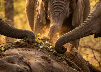 Comportamento de luto em elefantes mostra uma inteligência emocional rara