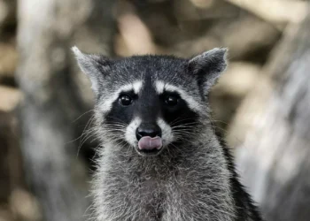 Guaxinim embriagado desmaiou ao lado de uma sanita de uma loja de bebidas alcoólicas