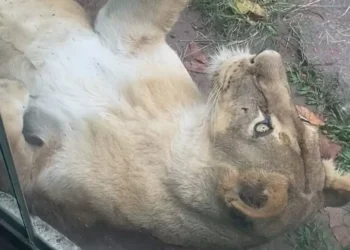 Leoa aparece tranquila em vídeo gravado na Bica momentos antes do ataque