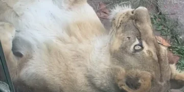 Leoa aparece tranquila em vídeo gravado na Bica momentos antes do ataque